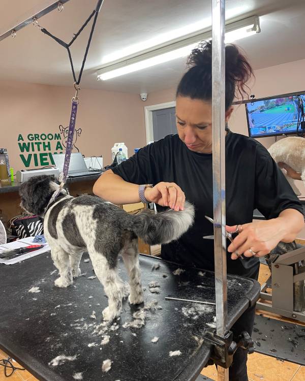 Dog Being Professionally Groomed