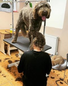 Big Dog Being Professionally Groomed With Paw On Groomers Head