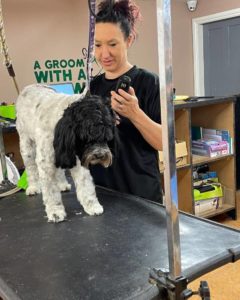 Dog Being Professionally Groomed